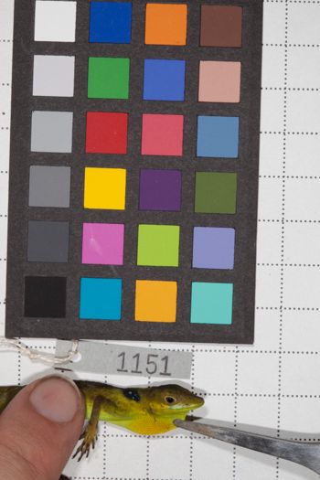 Media type: image;   Herpetology R-190776